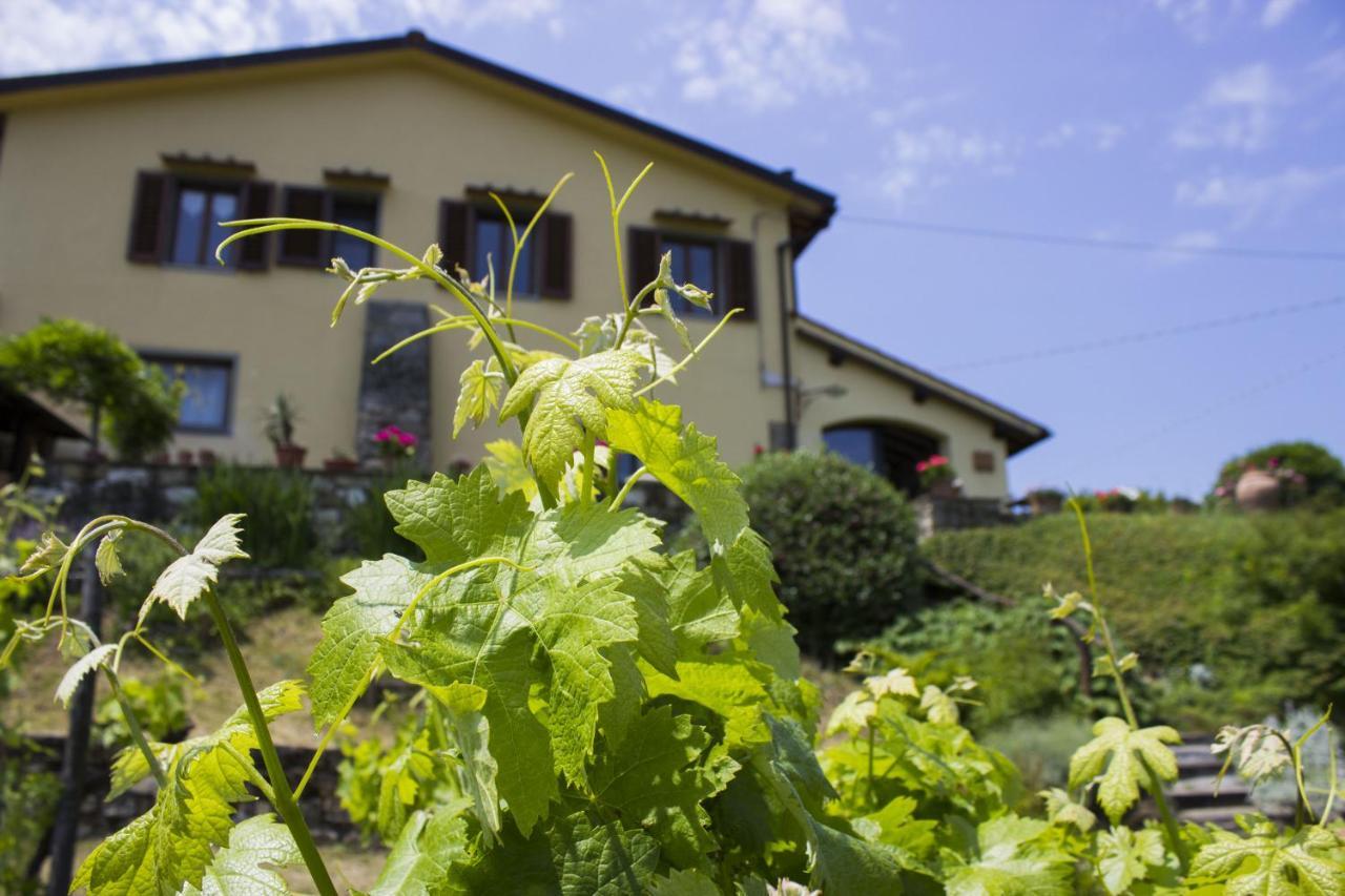 Villa Porcigliano Olive Grove Polcanto 外观 照片