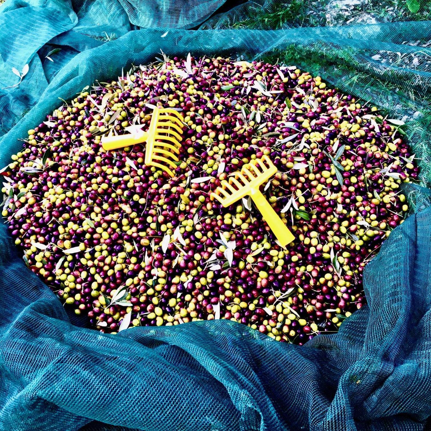 Villa Porcigliano Olive Grove Polcanto 外观 照片
