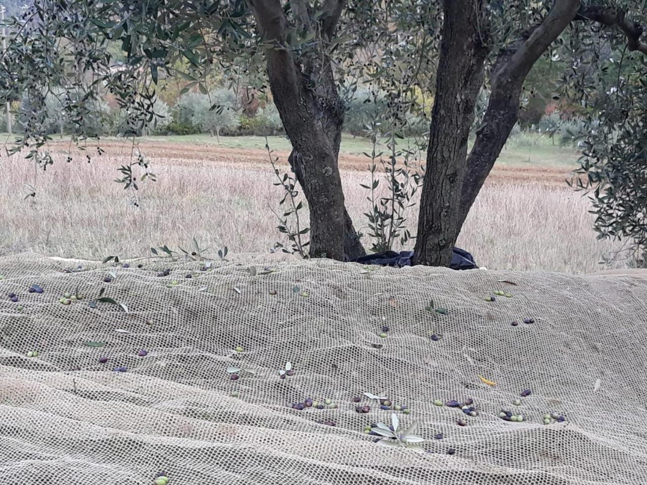 Villa Porcigliano Olive Grove Polcanto 外观 照片