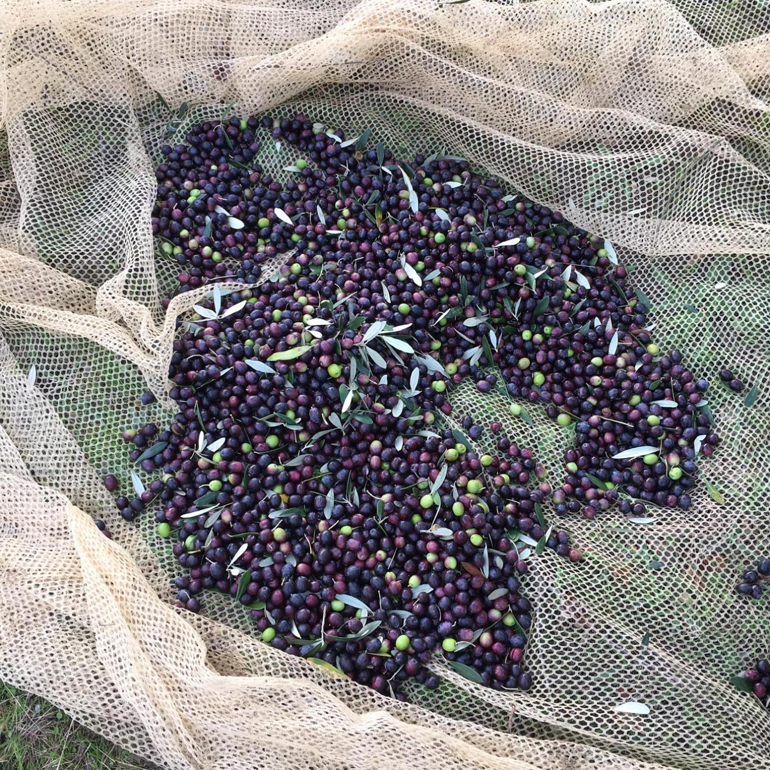 Villa Porcigliano Olive Grove Polcanto 外观 照片