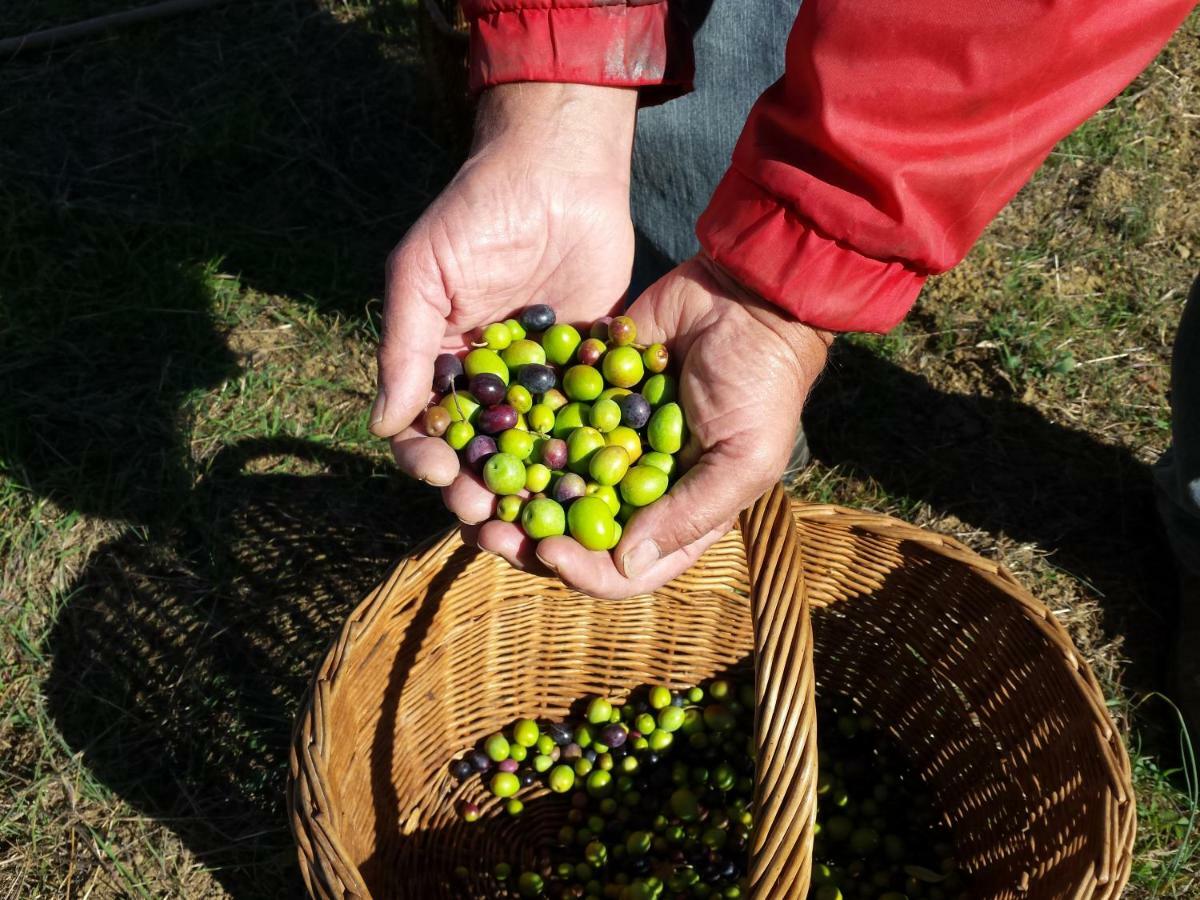 Villa Porcigliano Olive Grove Polcanto 外观 照片