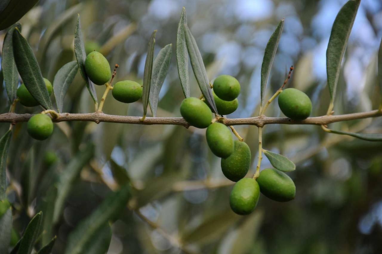 Villa Porcigliano Olive Grove Polcanto 外观 照片